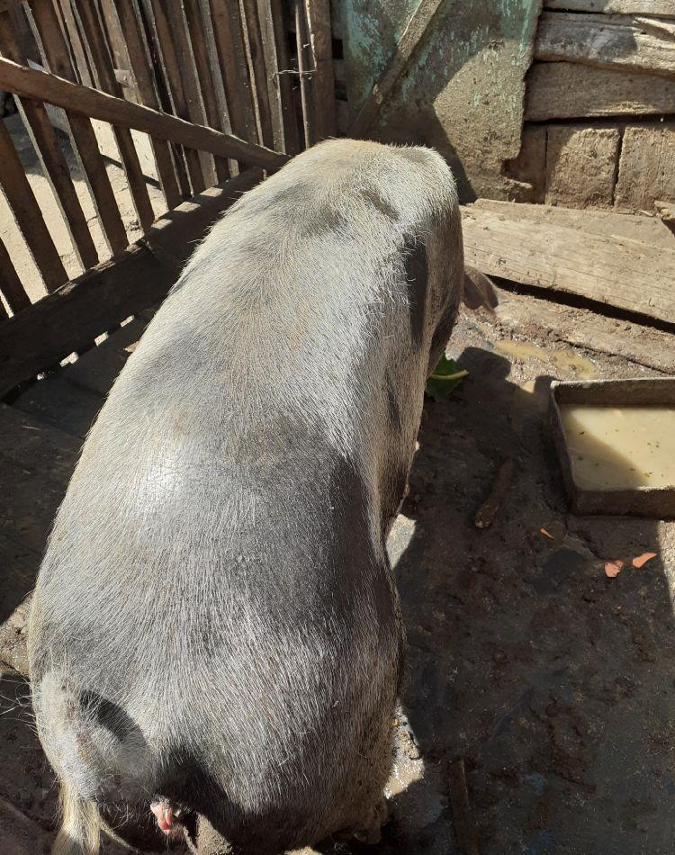 vand scroafa de carne
