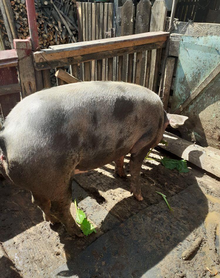 vand scroafa de carne