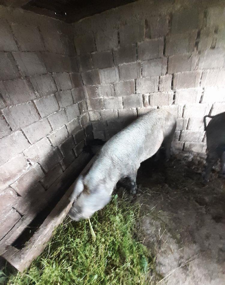 vand scrofa