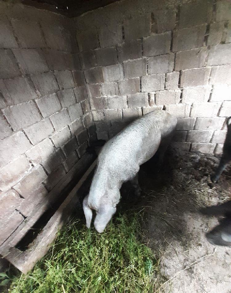 vand scrofa
