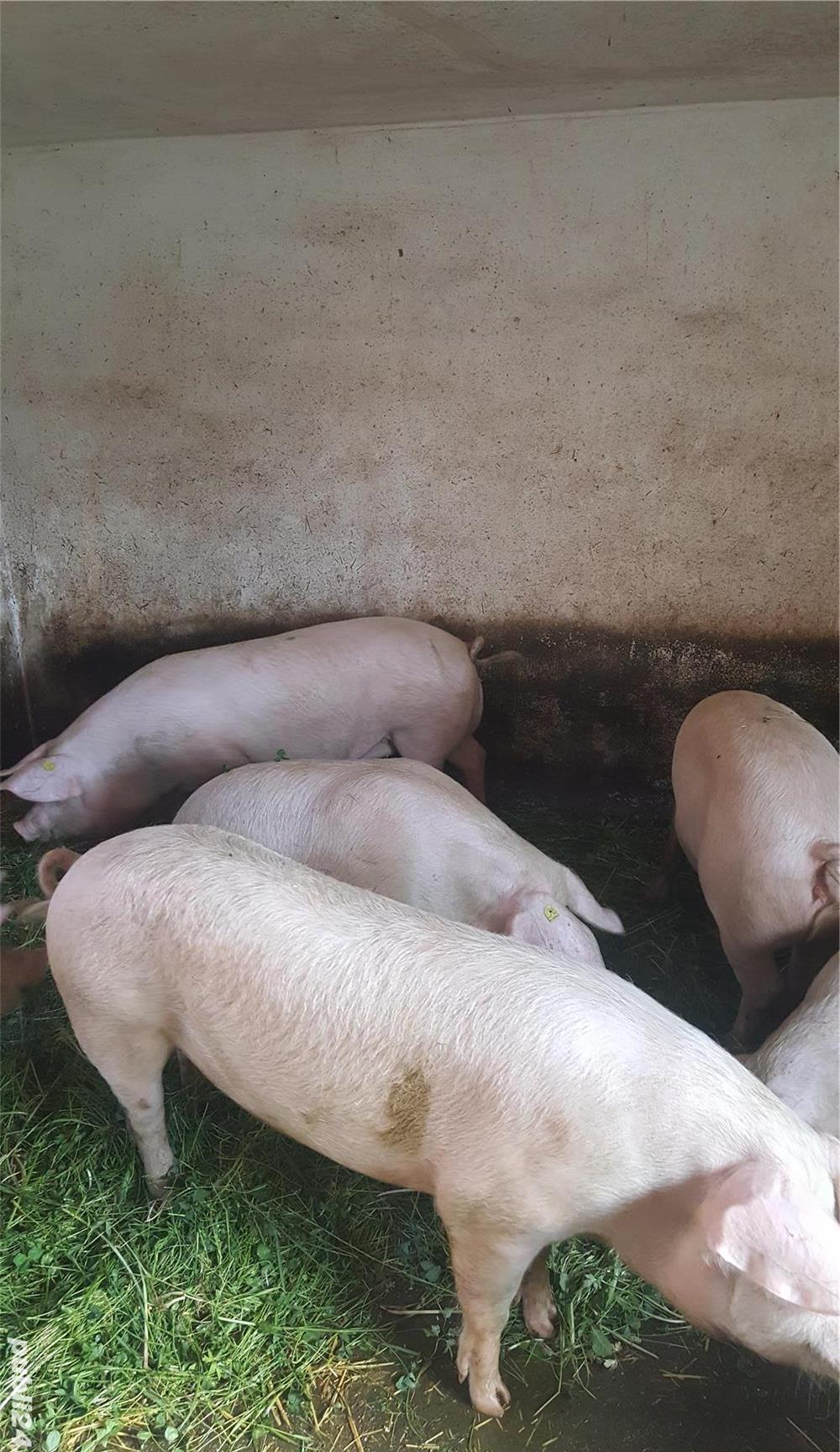 VAND SCROFIȚE LANDRACE