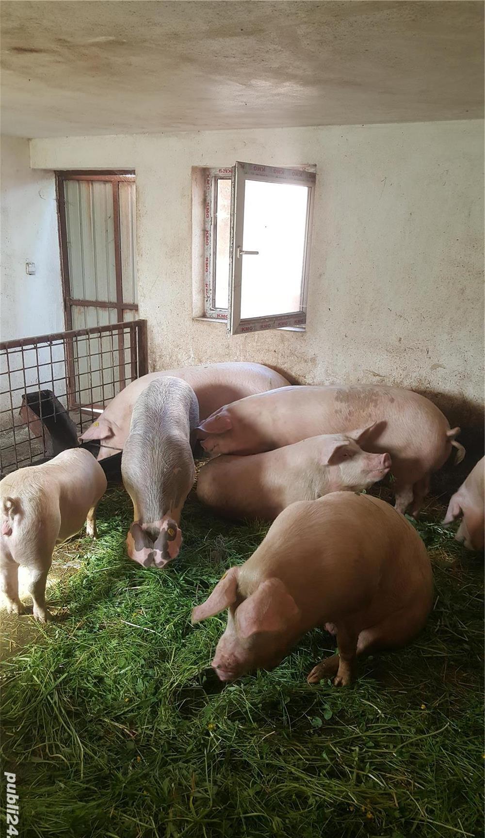 VAND SCROFIȚE LANDRACE