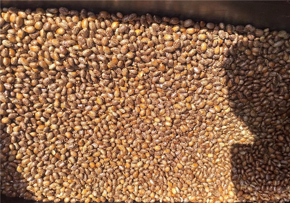 Vand seminte de ricin si isop