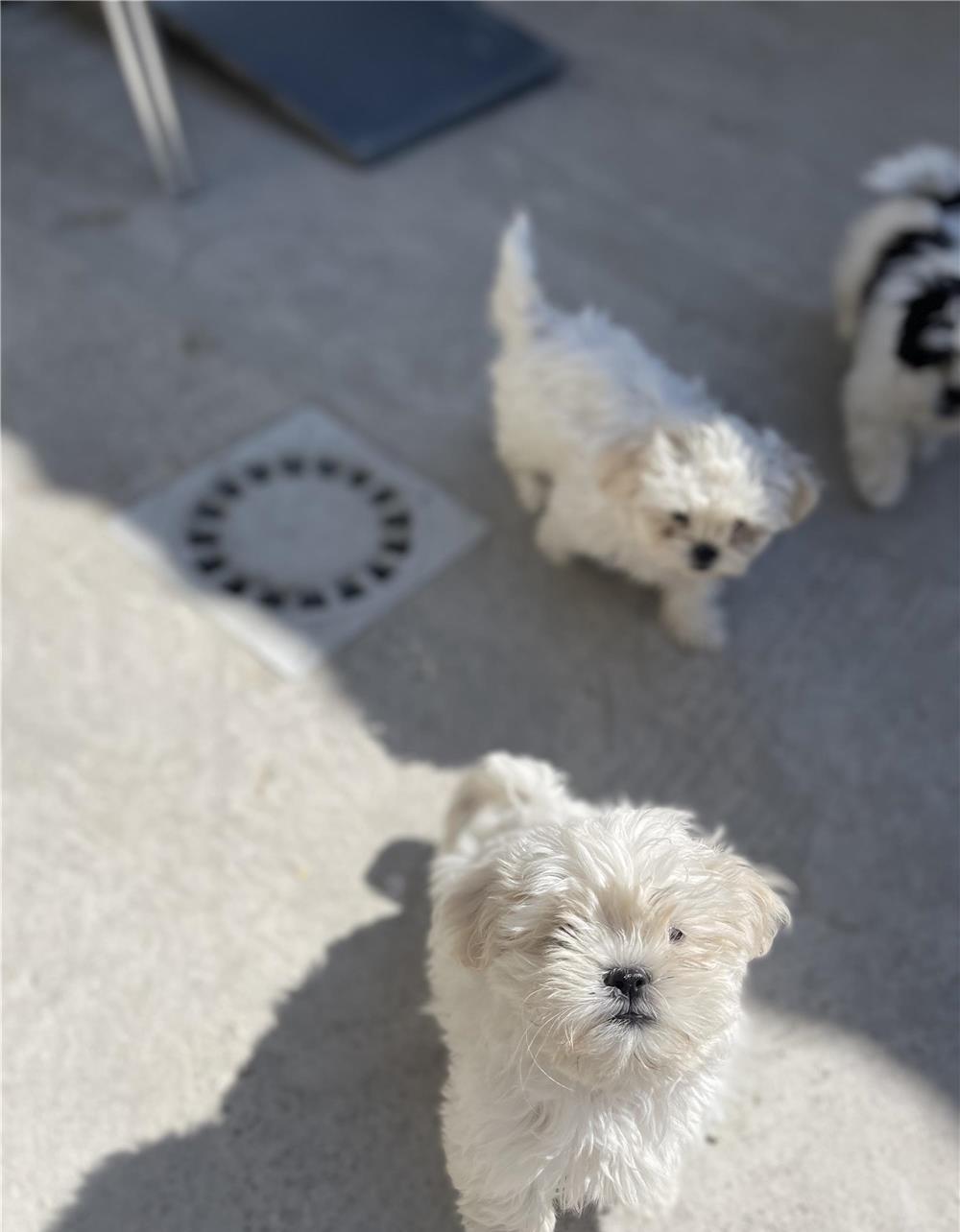 Vând Shih tzu