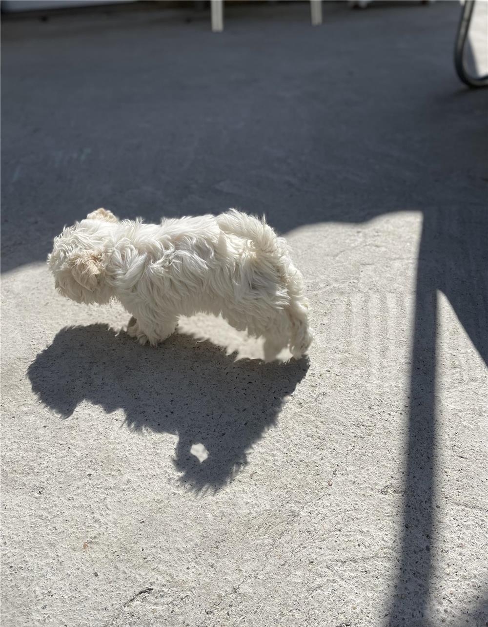 Vând Shih tzu