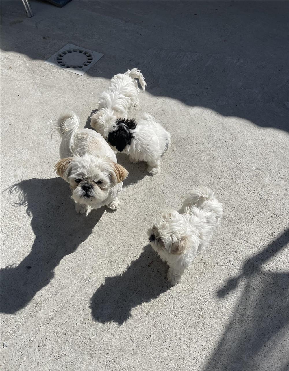 Vând Shih tzu