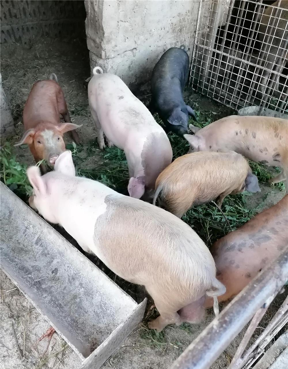 Vand soldanei