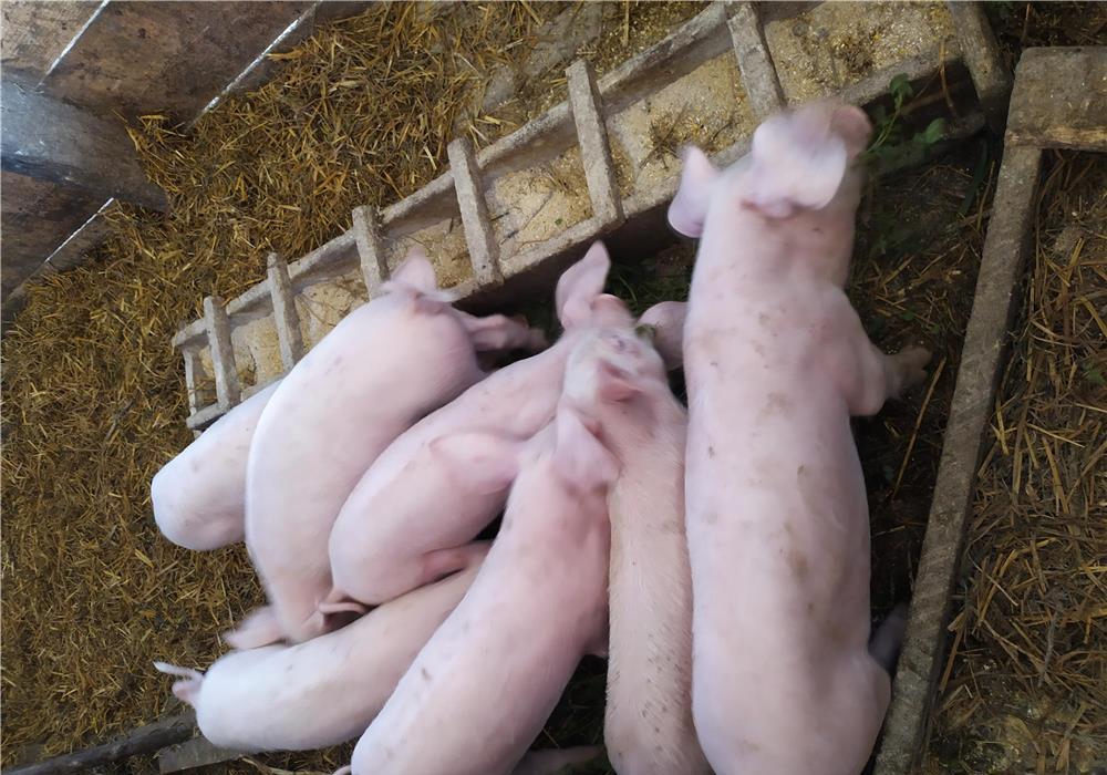 Vând șoldani de 10 săptămâni