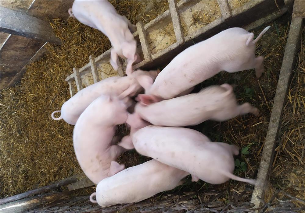 Vând șoldani de 10 săptămâni