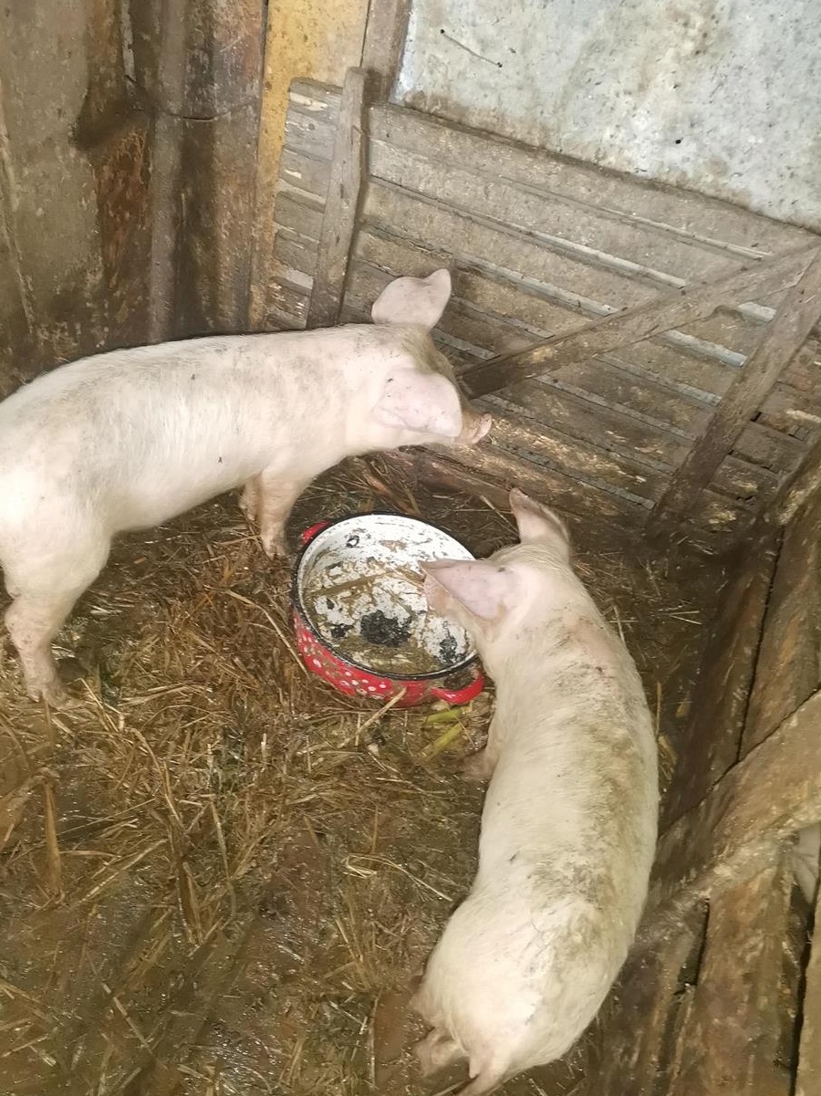 Vând soldani și purcei