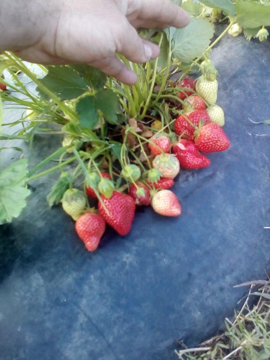 Vand stoloni de capsuni foooarte roditor ,dulci si aromate !