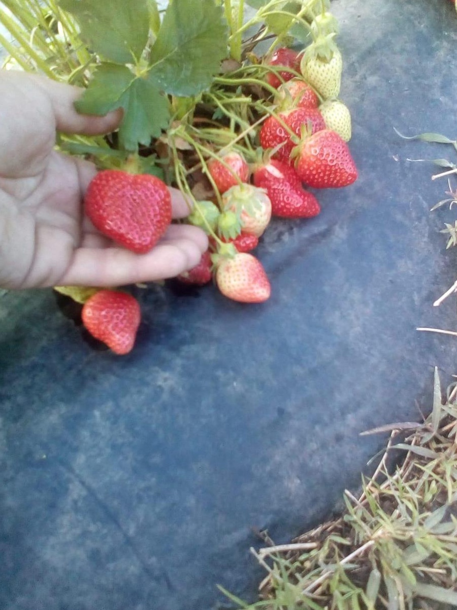Vand stoloni de capsuni foooarte roditor ,dulci si aromate !