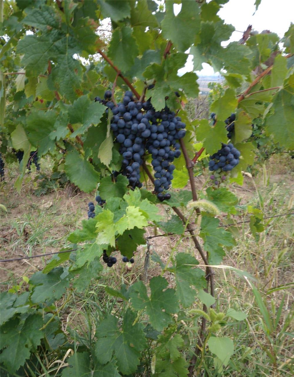 Vând struguri merlot.