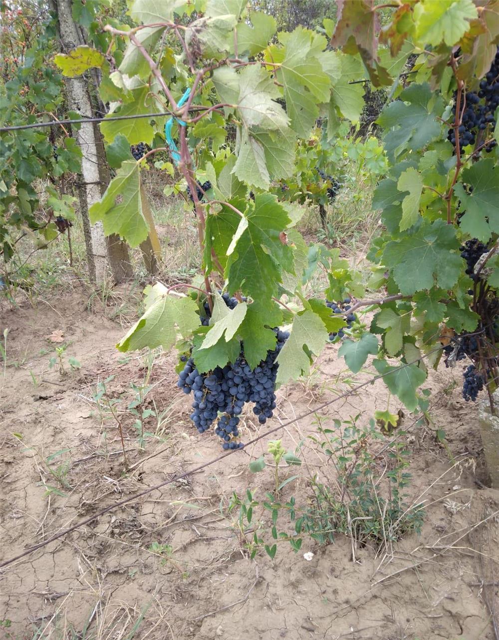 Vând struguri merlot.