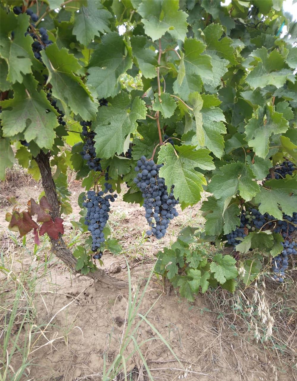 Vând struguri merlot.