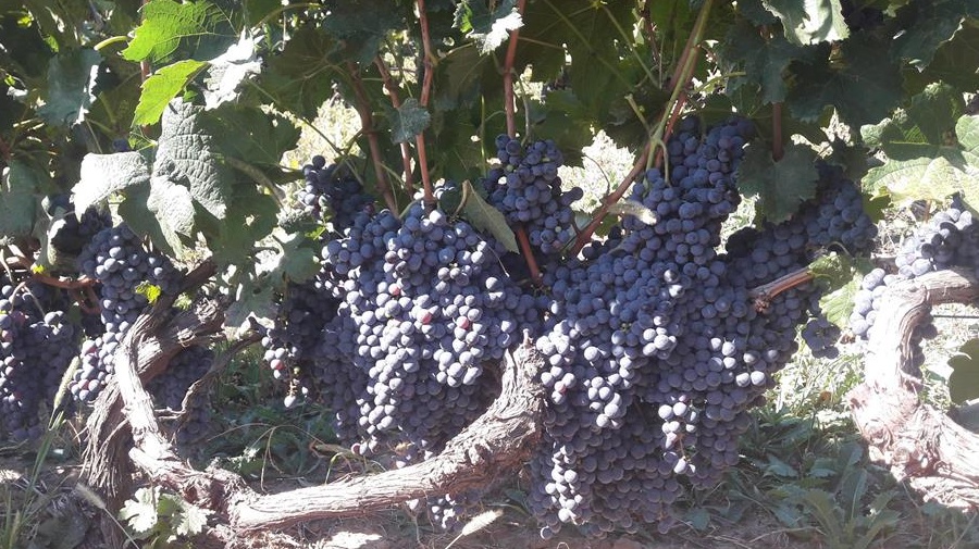 Vand struguri Merlot - zona Zoresti, judetul Buzau