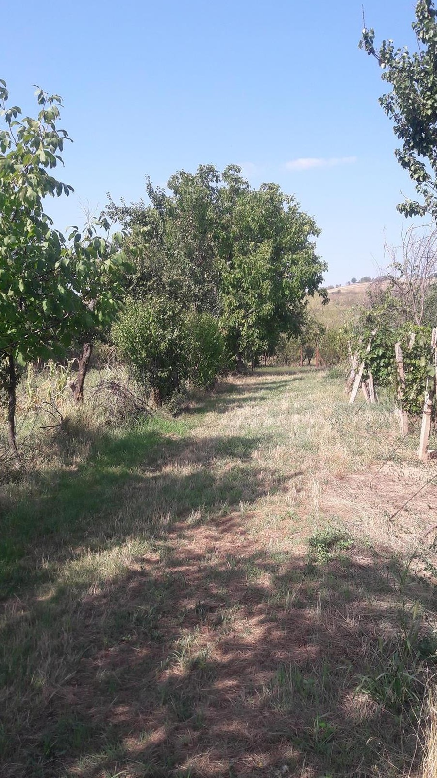 Vand struguri Merlot - zona Zoresti, judetul Buzau