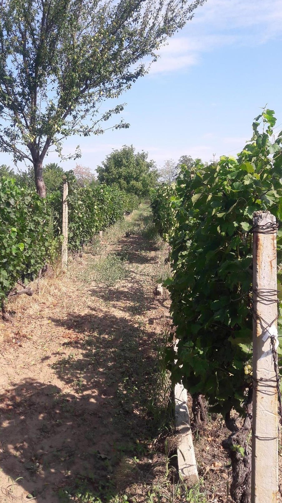 Vand struguri Merlot - zona Zoresti, judetul Buzau