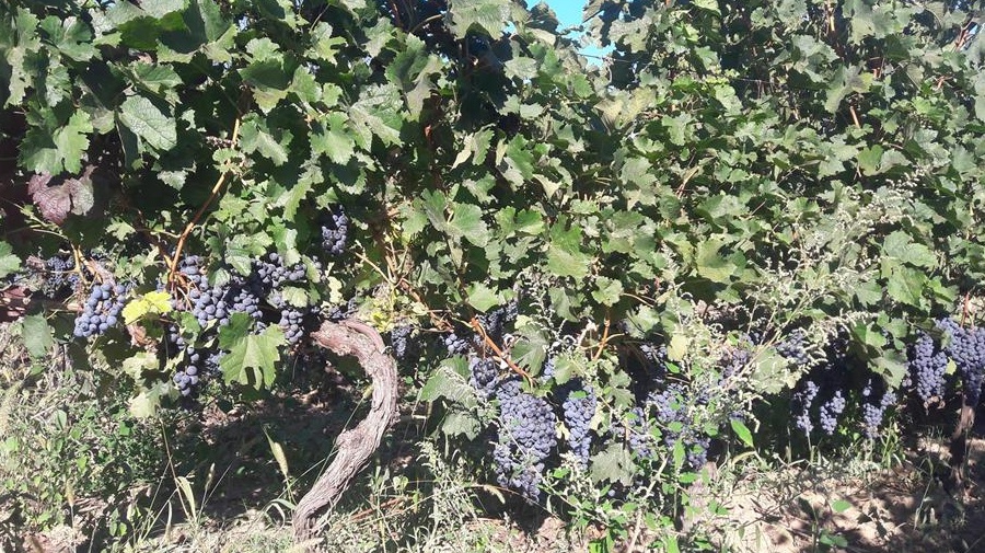 Vand struguri Merlot - zona Zoresti, judetul Buzau