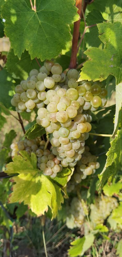 VAND STRUGURI PENTRU VIN SAU MUST PROASPAT PRESAT!