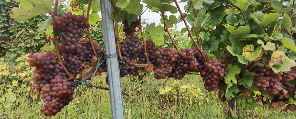 VAND STRUGURI PENTRU VIN SAU MUST PROASPAT PRESAT!
