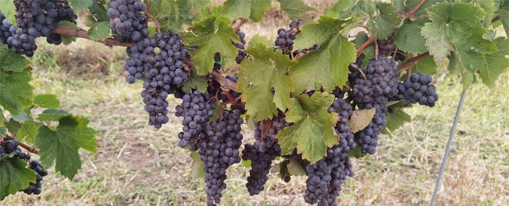 VAND STRUGURI PENTRU VIN SAU MUST PROASPAT PRESAT!