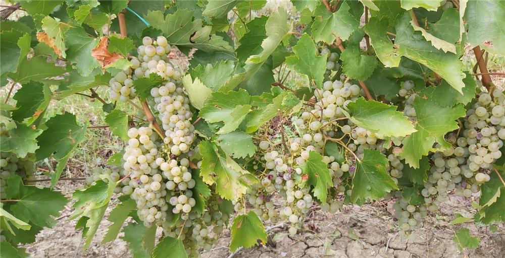 Vand struguri vin si de masa, vin,tescovina DEALU MARE VADU SAPAT PRAHOVA