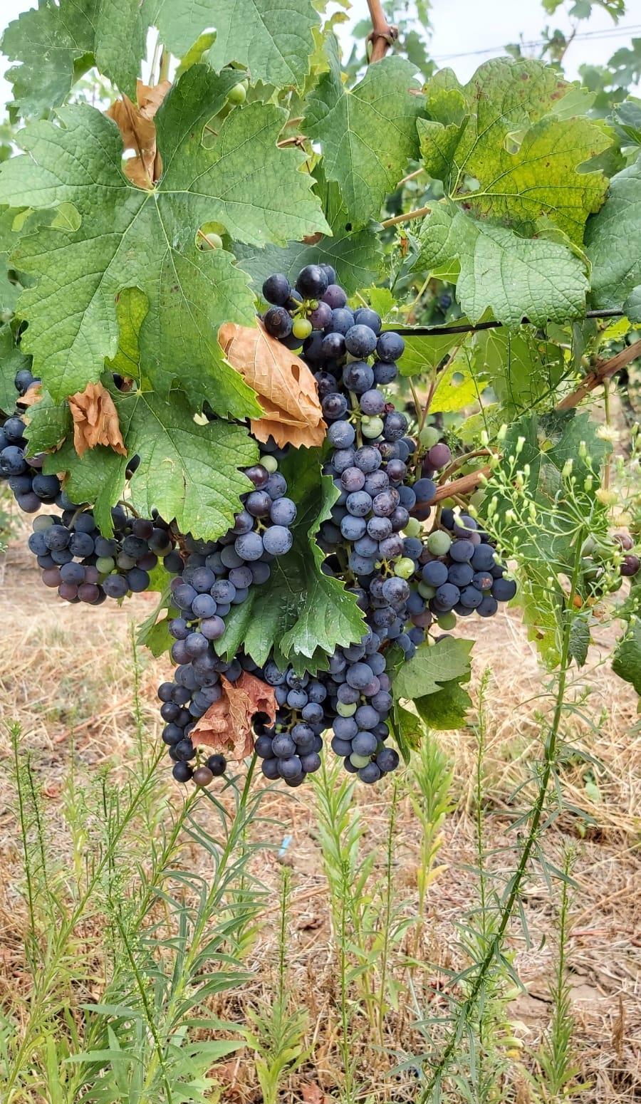 Vand struguri vin si de masa, vin,tescovina DEALU MARE VADU SAPAT PRAHOVA