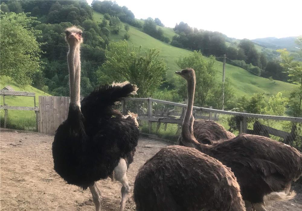 Vând struți în vârstă de 3 și 4 ani, sunt trei femele și un mascul