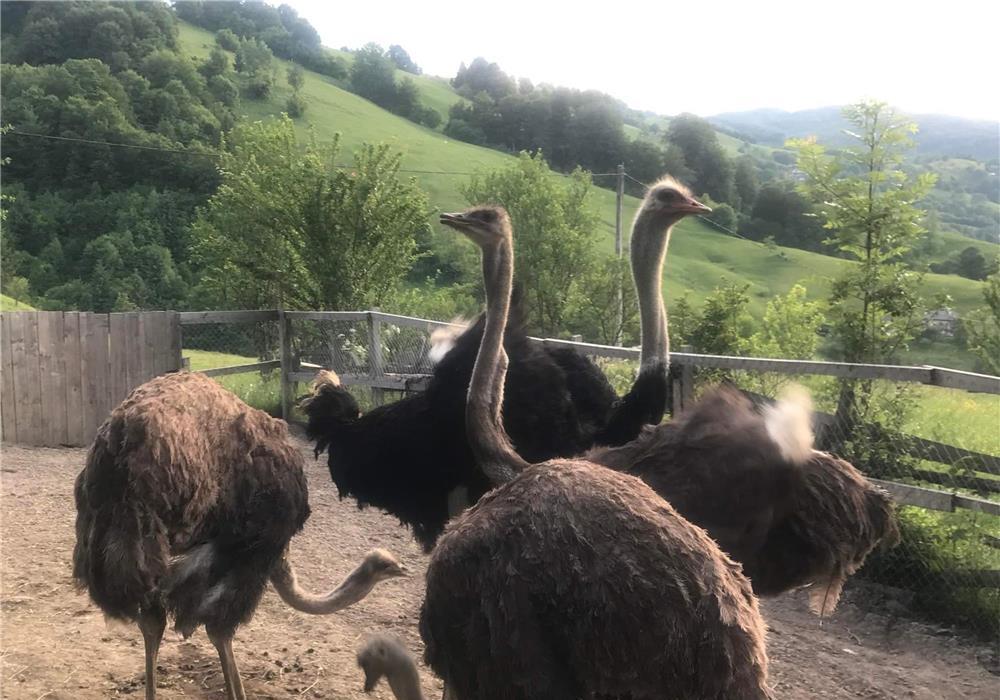 Vând struți în vârstă de 3 și 4 ani, sunt trei femele și un mascul