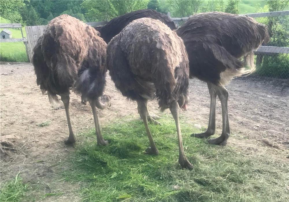 Vând struți în vârstă de 3 și 4 ani, sunt trei femele și un mascul