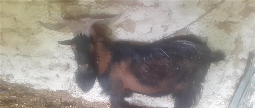Vand Tap Alpin Francez Tanar + Capra Romaneasca