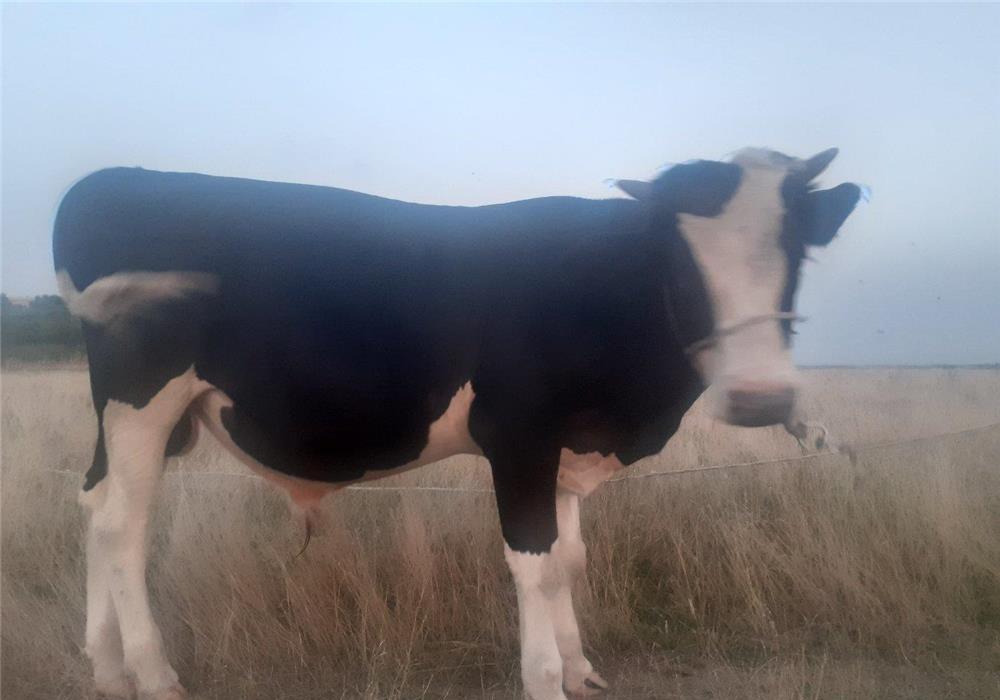 Vând taur de 1 an