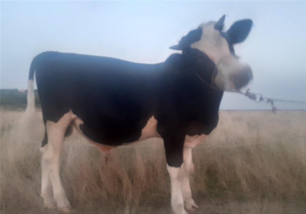 Vând taur de 1 an