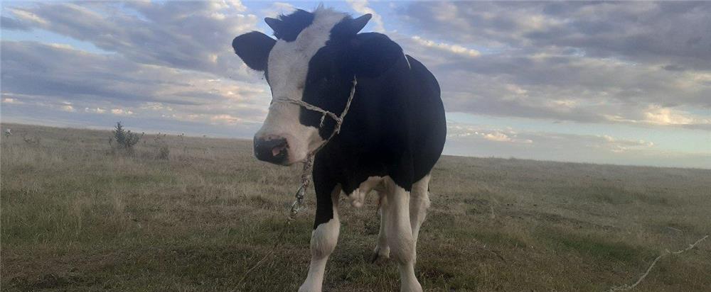 Vând taur de 1 an
