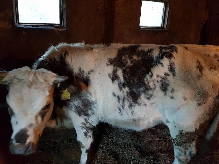 Vand tauras albastru belgian de 1 an si 3 luni