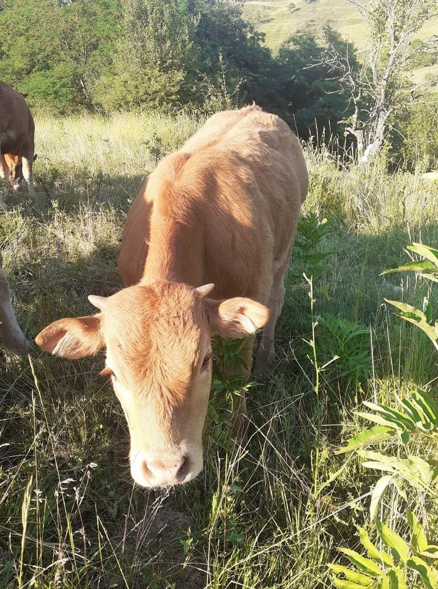 Vand tăuras Lymuzine  cu Pedigree