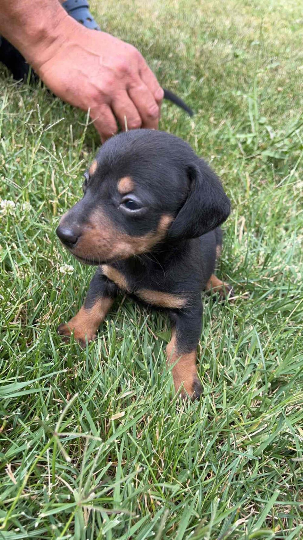 Vand Teckel