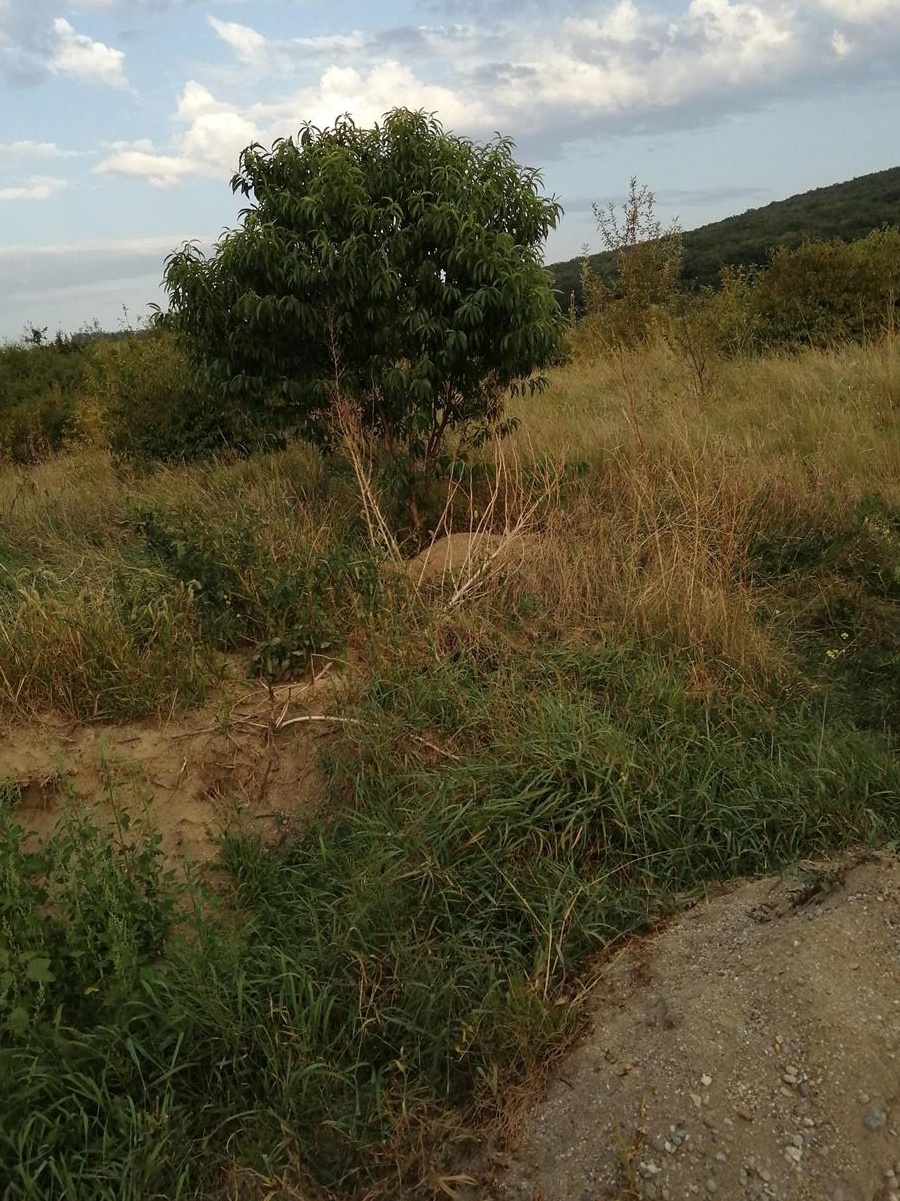 Vand teren intravilan 1085 mp, str. Subpadure , Sg. de Mures
