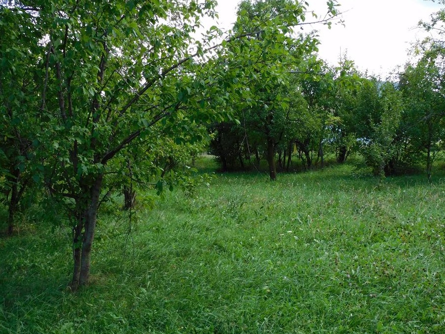 Vand teren intravilan Homaraciu