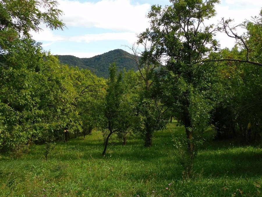 Vand teren intravilan Homaraciu