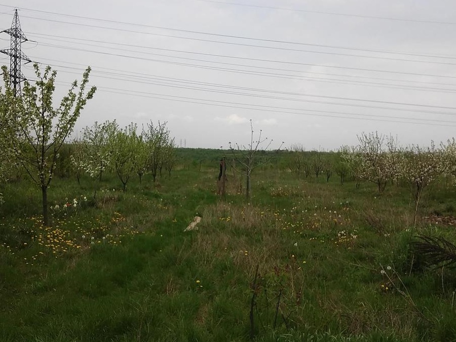Vând teren intravilan în Milcov Deal, jud. Olt, 3000 m2