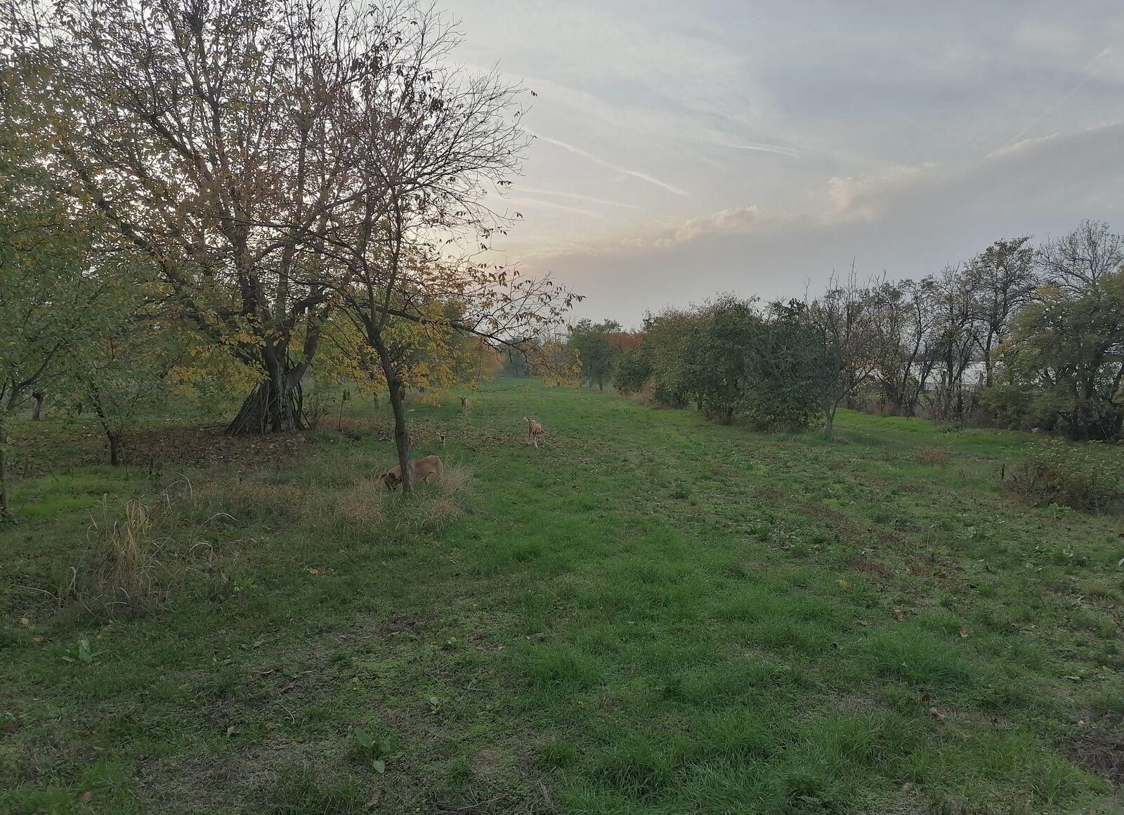 Vând teren intravilan sat Cerneti 5 km Drobeta Turnu Severin