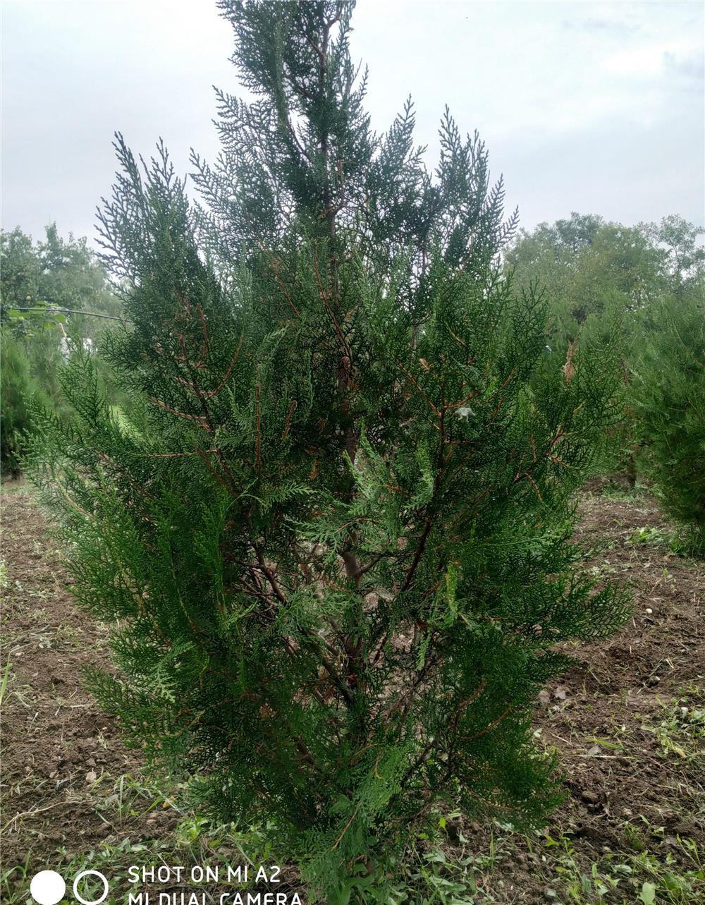 Vând tuia biota, gard viu prunus