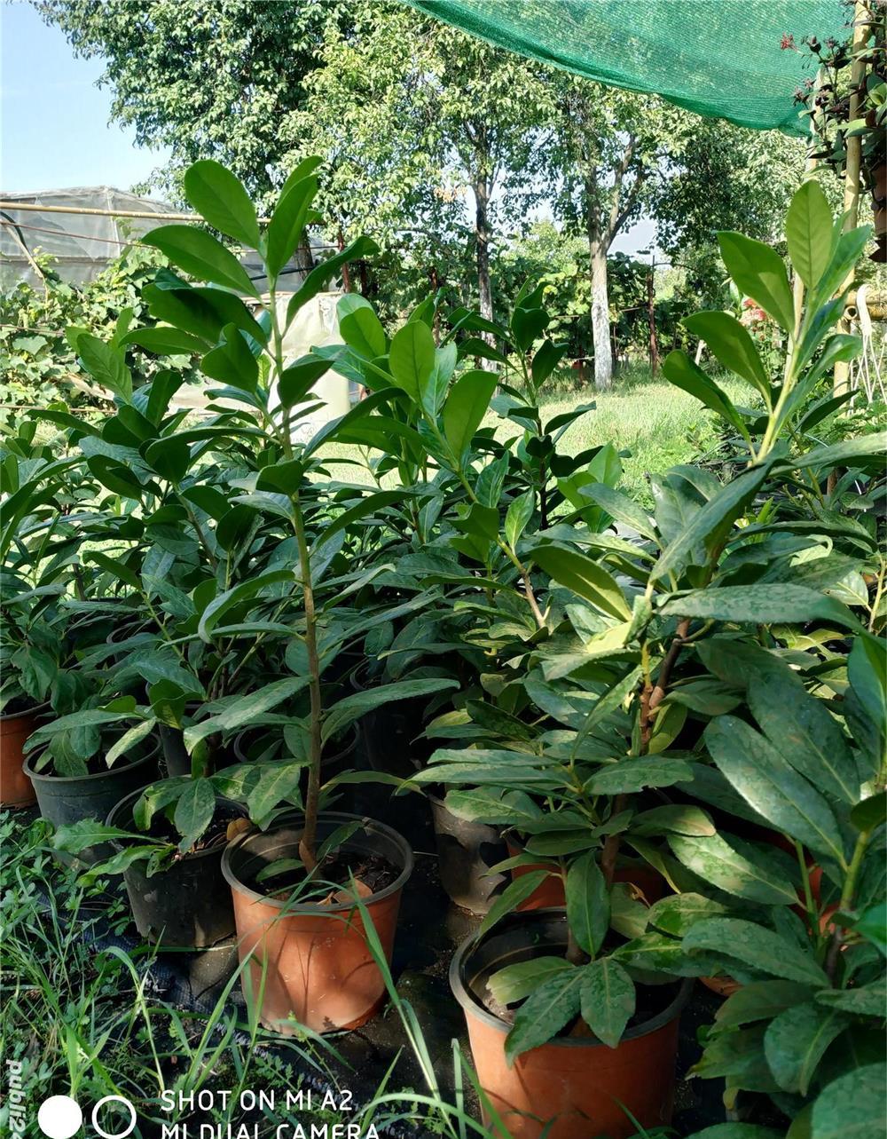 Vând tuia biota, gard viu prunus