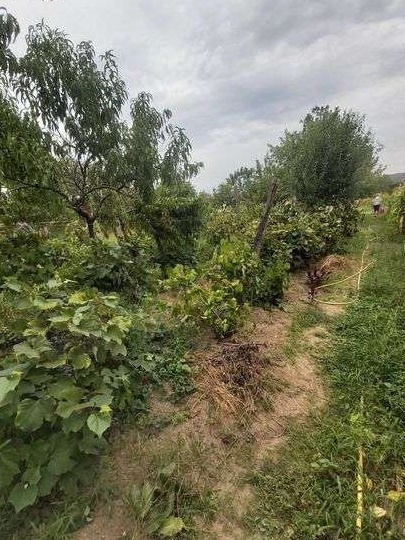 Vand urgent casa cu gradina Seini, Maramures