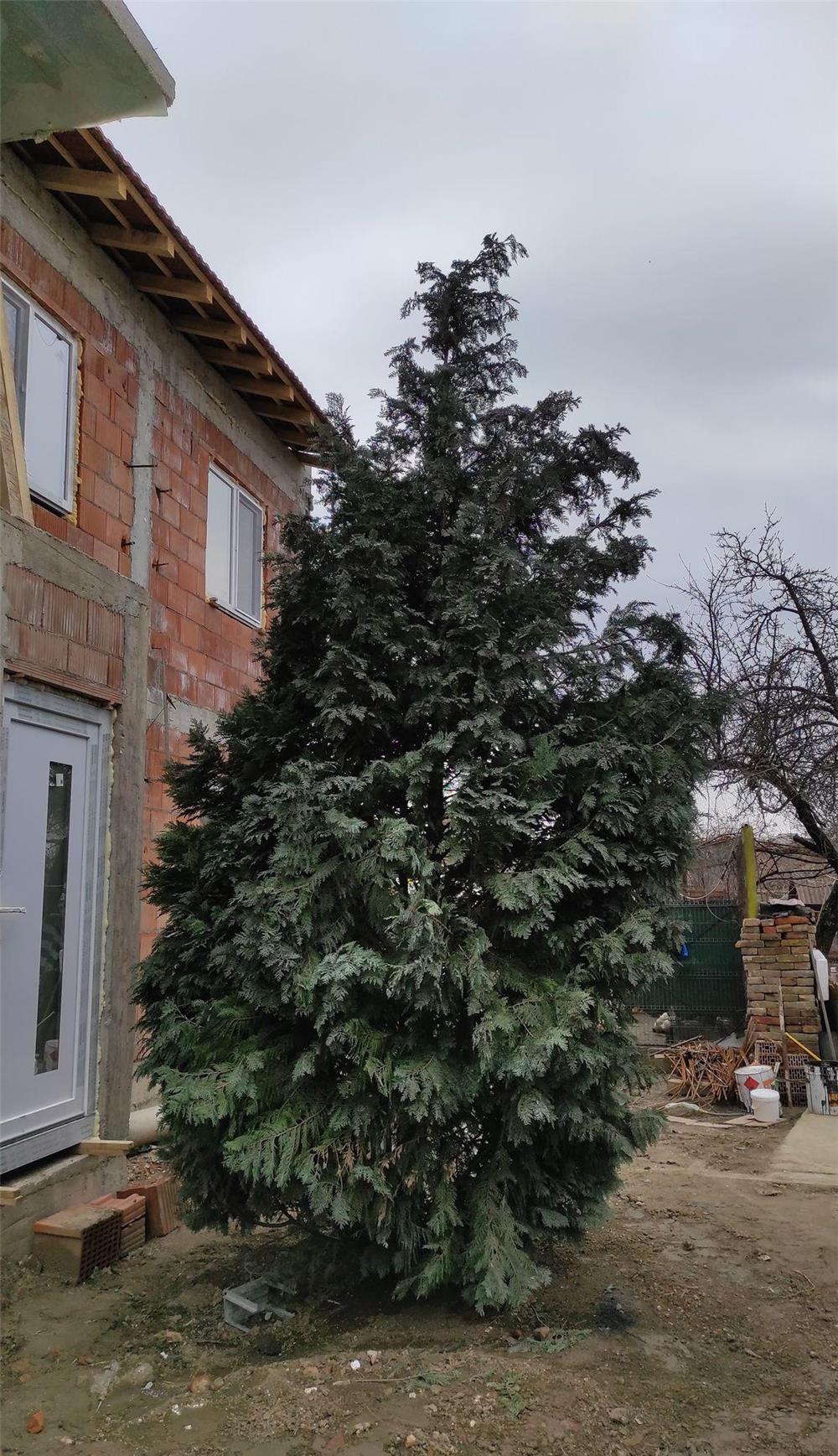Vand urgent conifer decorativ Ienupar (brad) 5-6 metrii