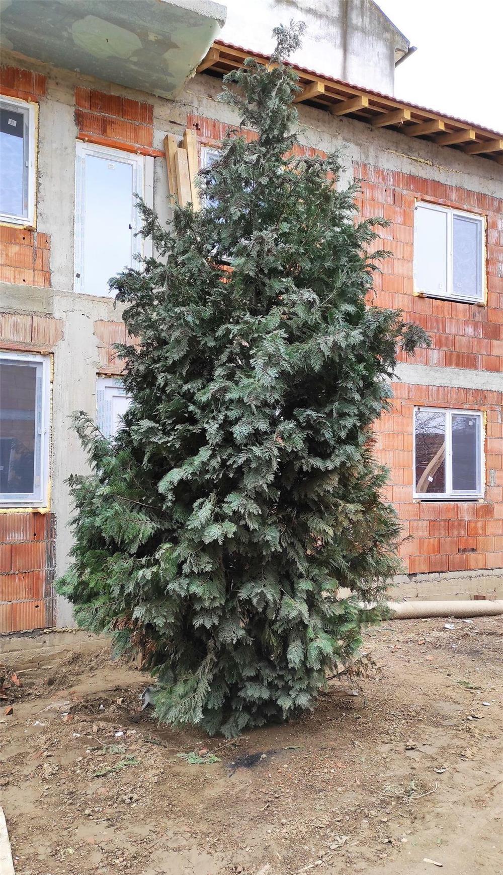 Vand urgent conifer decorativ Ienupar (brad) 5-6 metrii