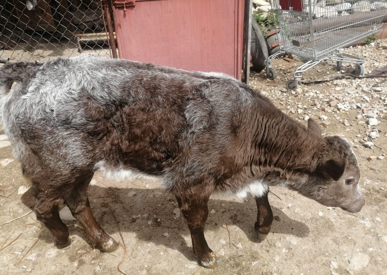 Vând vaca cu vitea