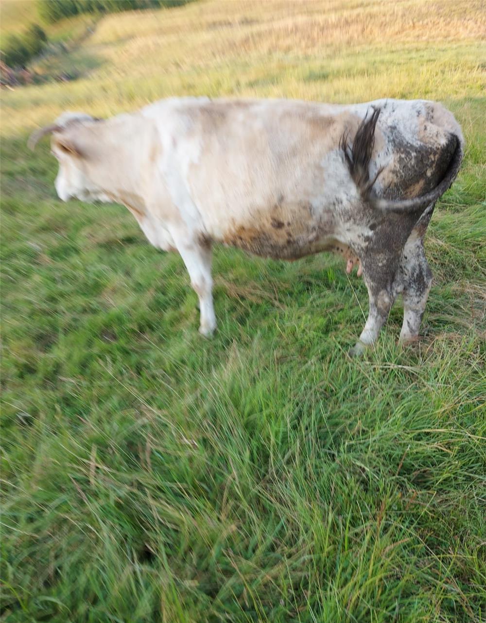 Vand vaca de abator